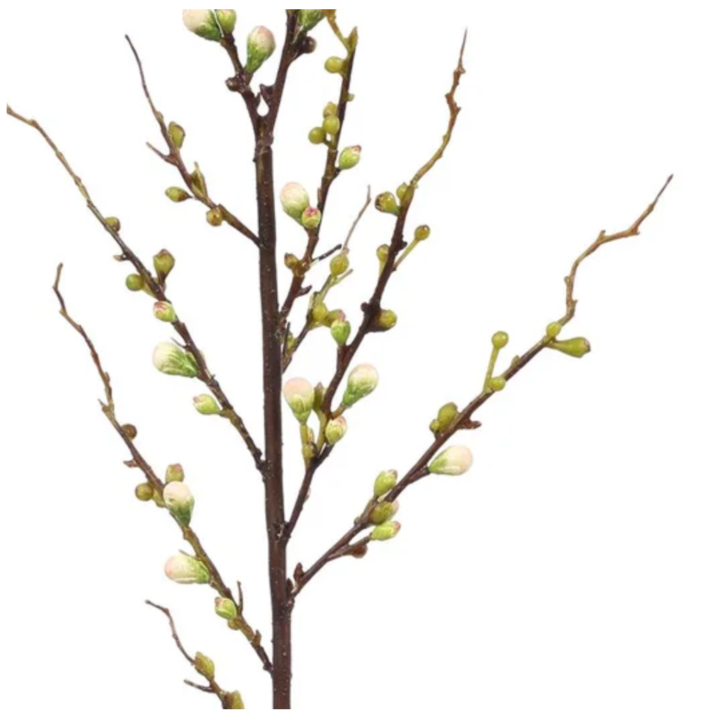 Blossom Bud Branch from Winward at Home Smith 