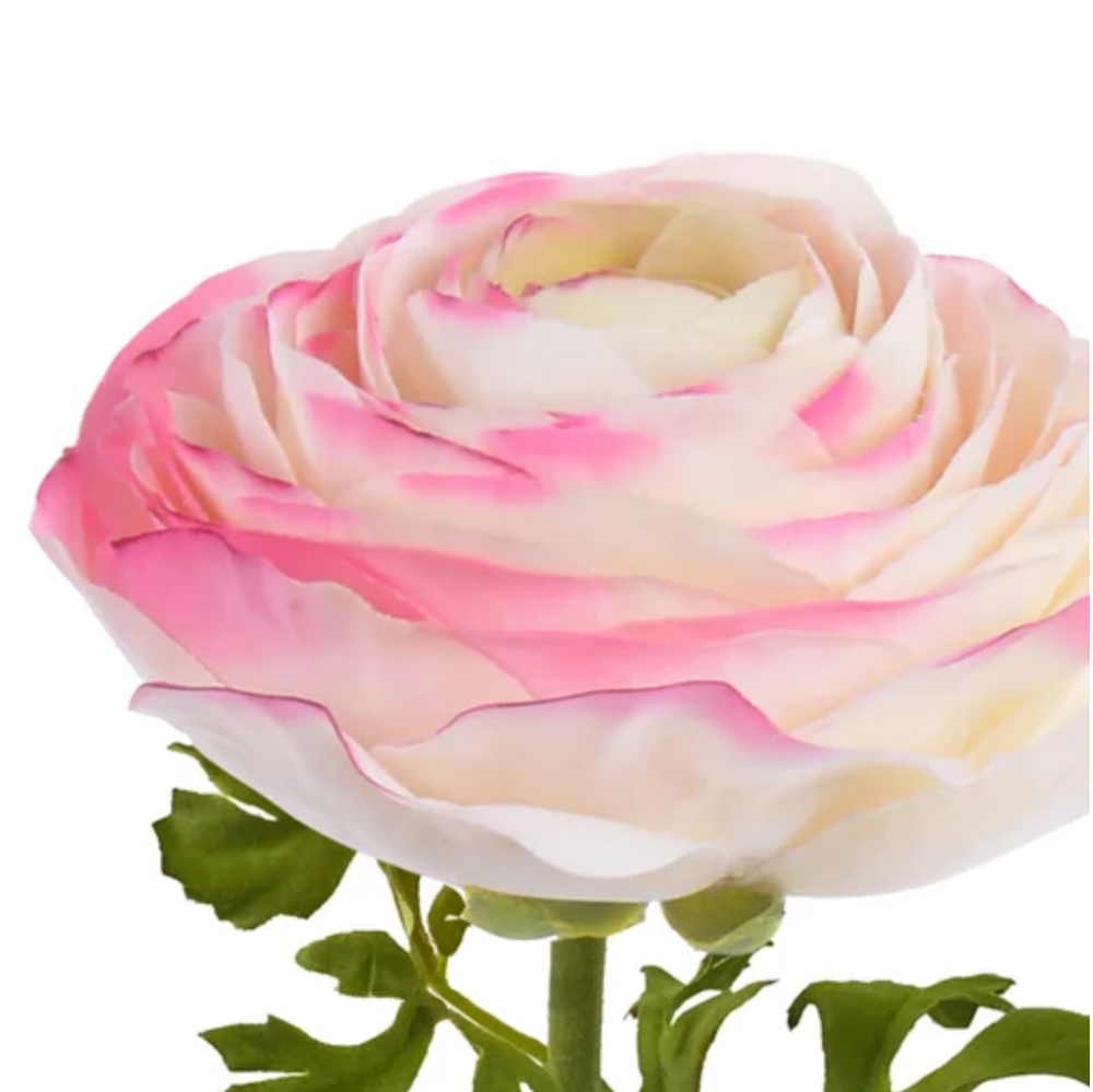 Pink and Cream Ranunculus Bloom Natural Touch at Home Smith