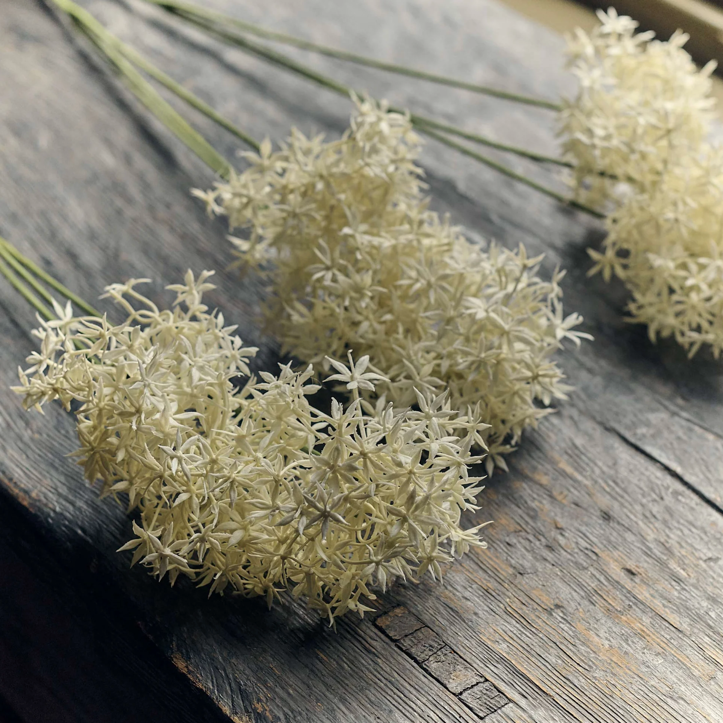 Faux Cream Allium Stems from Abigail Ahern at Home Smith