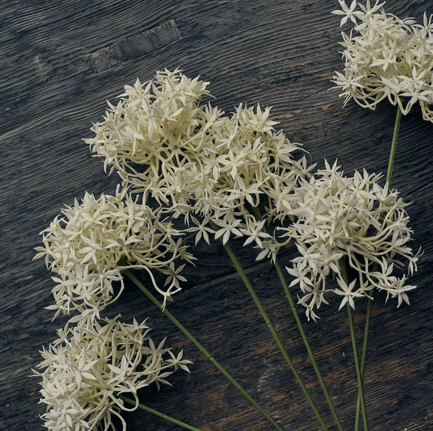 Cream Artificial Allium Stems at Home Smith
