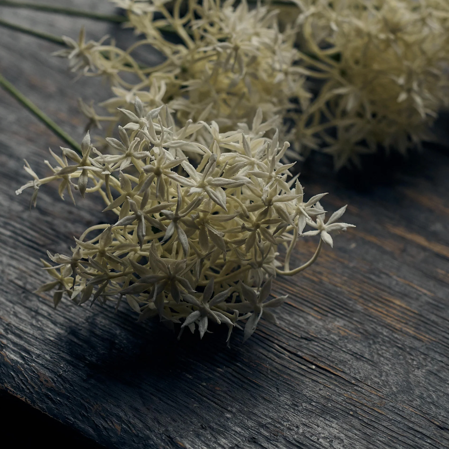 Faux Allium Stems in Cream close up pic at Home Smith