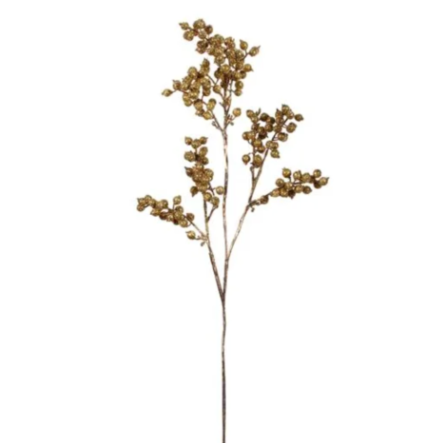 Single stem of dried flowers on a white background