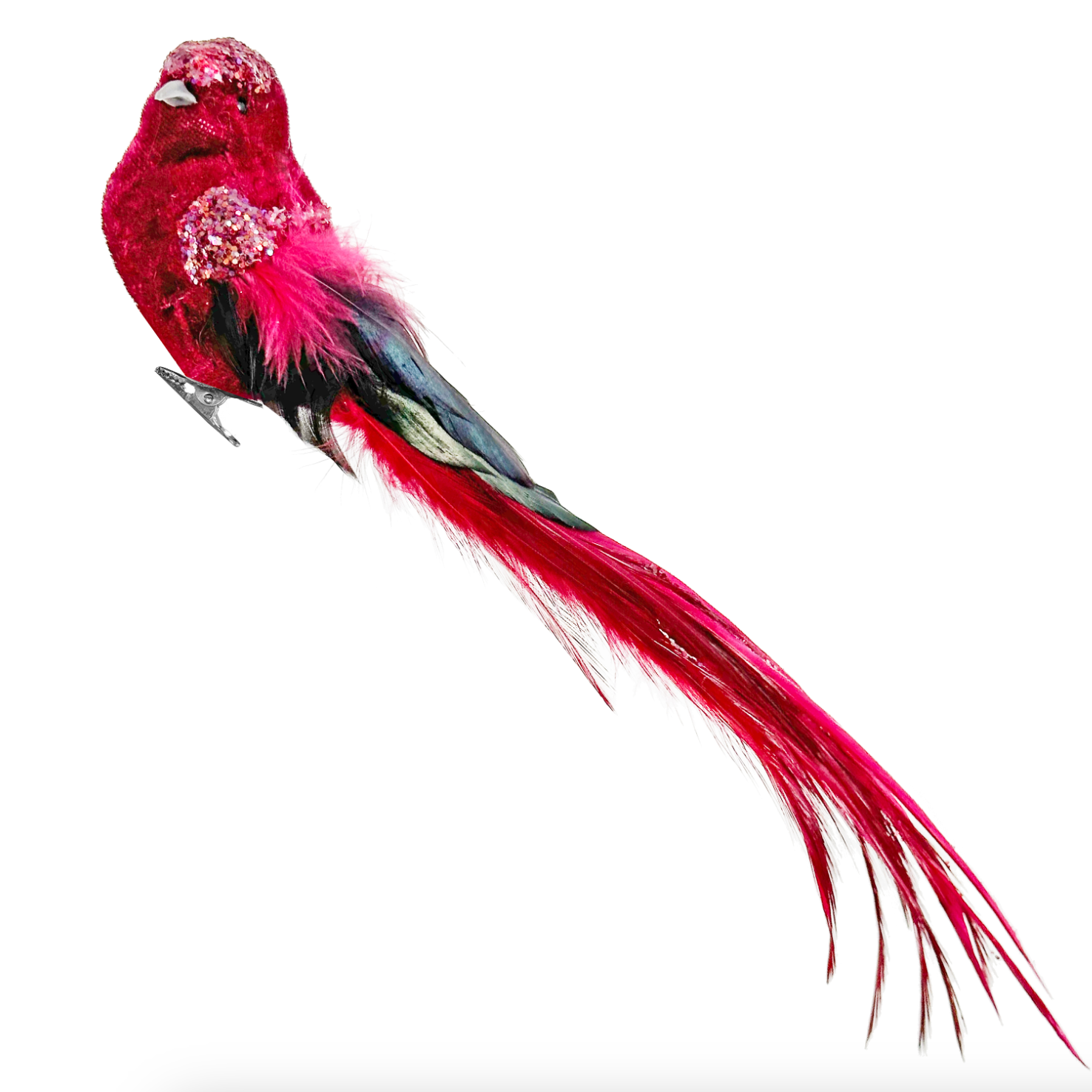 Red parrot with long tail feathers on a white background