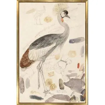South African Crowned Crane Historical Watercolour Sketch - Home Smith