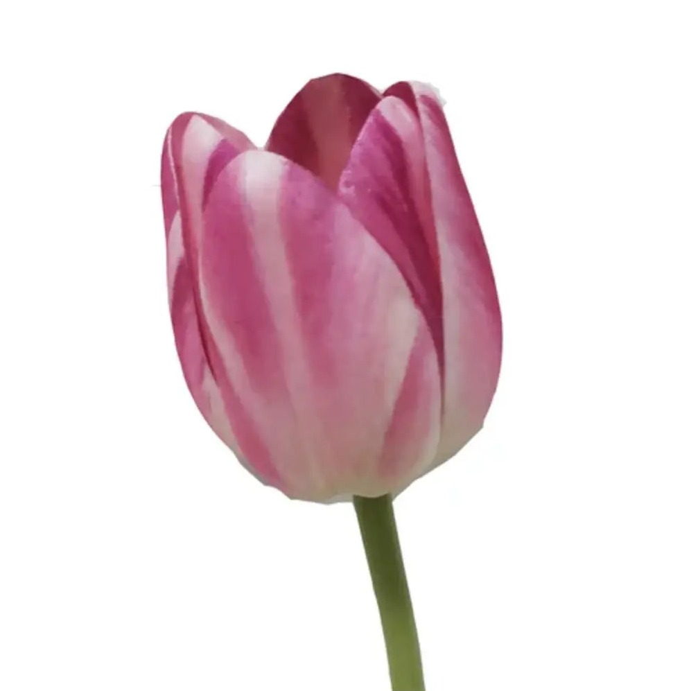 Home Smith Spring Tulips Winward Stems, Blooms & Branches