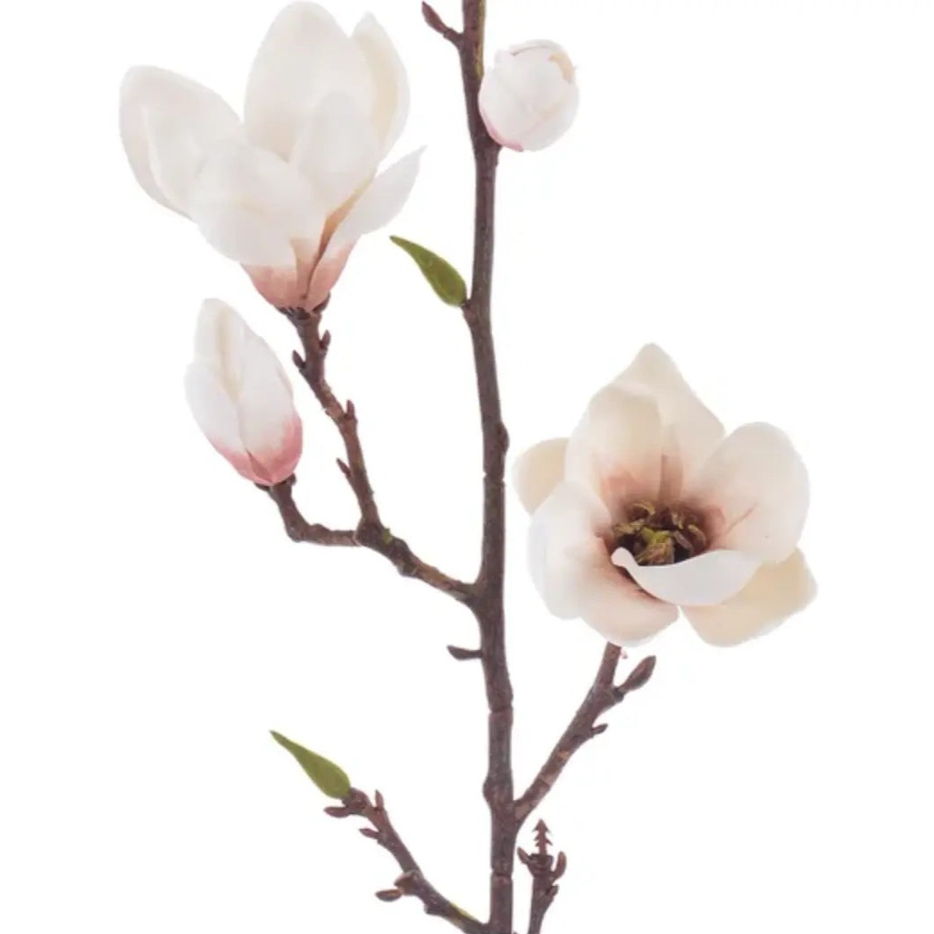 Home Smith Tree Magnolia Stems Winward Stems, Blooms & Branches