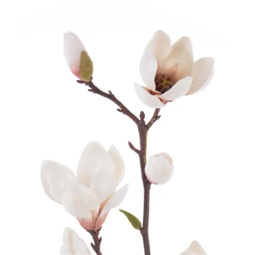 Home Smith Tree Magnolia Stems Winward Stems, Blooms & Branches