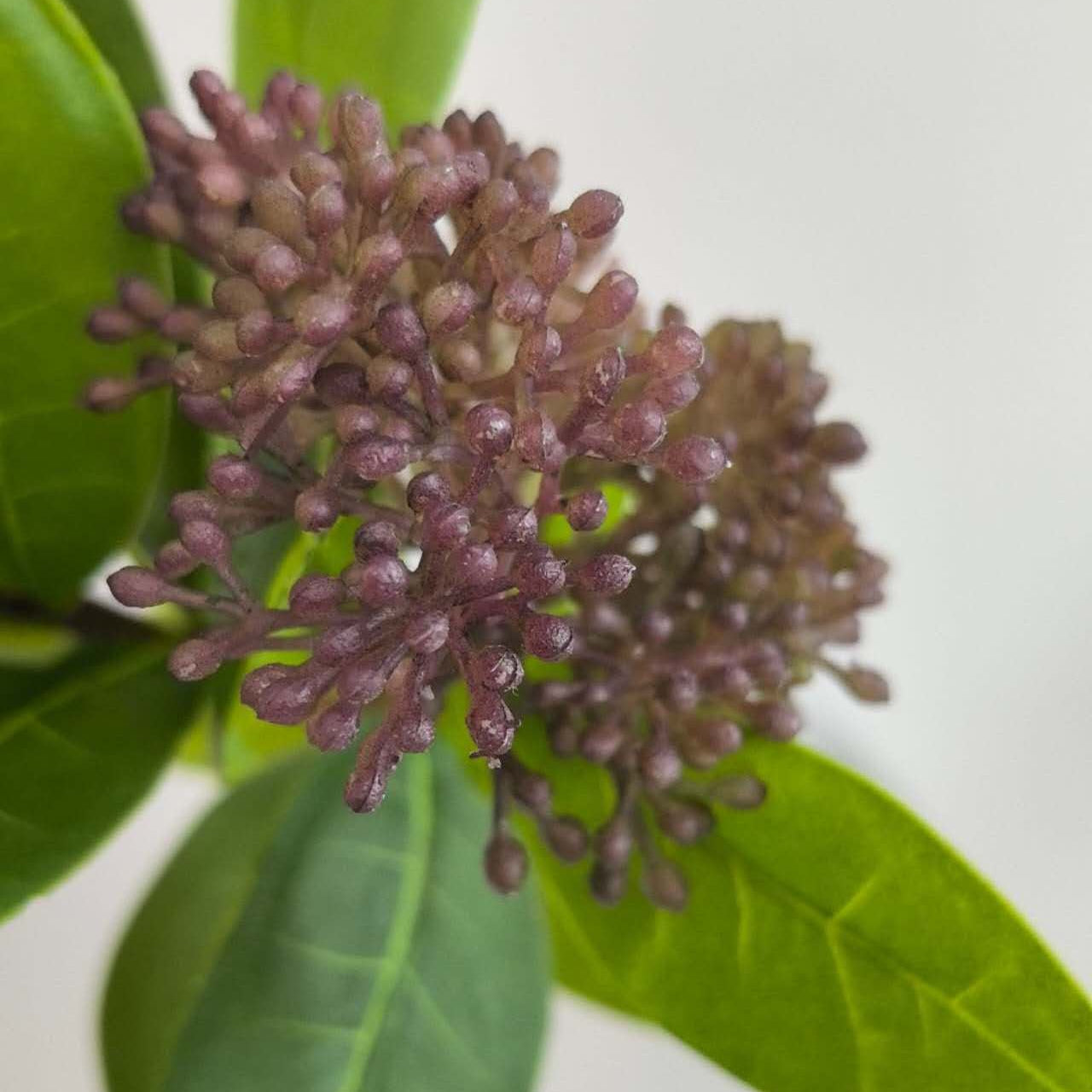 Close-up of purple flower buds with green leaves on a light gray background