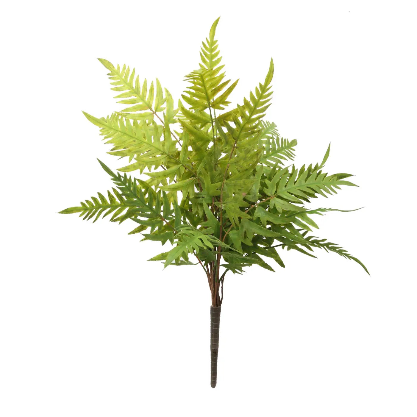 Wood Fern Bush - Home Smith