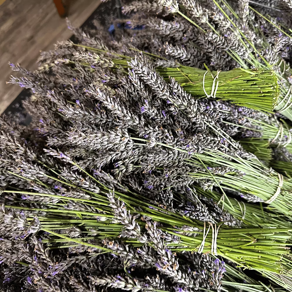 Bundles of lavender tied together on a wooden surface