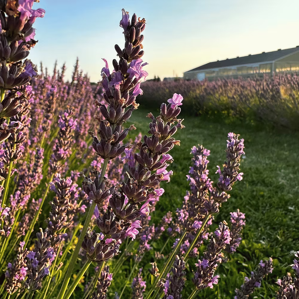Close-up of lavender flowers with a blurred background of more lavender and a building.